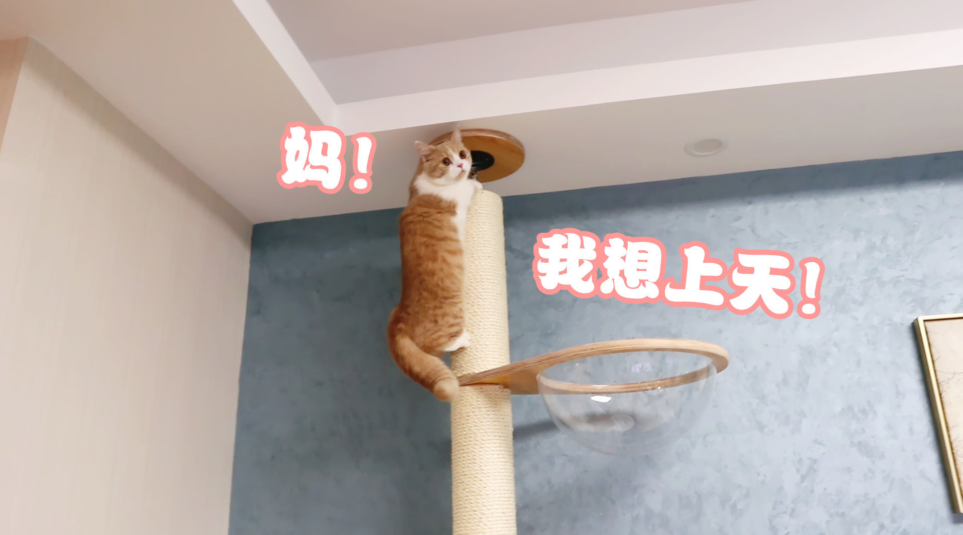 铲屎官真的比我喜欢买